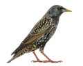 Side view of a Common Starling, Sturnus vulgaris, isolated Royalty Free Stock Photo