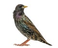 Side view of a Common Starling, Sturnus vulgaris, isolated Royalty Free Stock Photo