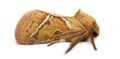 Side view of a Common Swift, Hepialus lupulinus against
