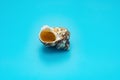 Conch shell on a blue background Royalty Free Stock Photo