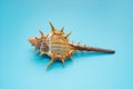 Side view conch shell on blue background Royalty Free Stock Photo