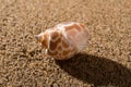 Conch shell on sand Royalty Free Stock Photo