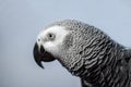 Side view of an Congo African grey parrot looking focused Royalty Free Stock Photo