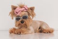 Side view of cool funny yorkshire terrier dog with plaid retro sunglasses and pink bow Royalty Free Stock Photo