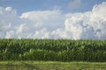 Side view of corn below dramatic clouds on a summer afternoon Royalty Free Stock Photo