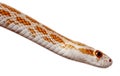 Side view of Corn snake or red rat snake Royalty Free Stock Photo