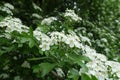 Side view of corymb of white flowers of Crataegus monogyna