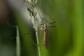 Side view of a crane fly Royalty Free Stock Photo
