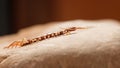 Side view of crawling stone centipede