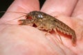 Side view of a Crayfish or Crawdad