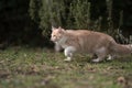 Maine coon cat on the prowl outdoors in garden Royalty Free Stock Photo