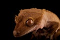 Crested gecko Royalty Free Stock Photo
