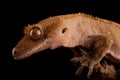 Crested gecko Royalty Free Stock Photo