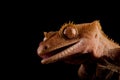 Crested gecko Royalty Free Stock Photo