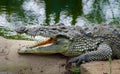 Side view crocodile resting near water with open mouth