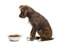 Side view of Crossbreed, 5 months old, sitting next to a bowl full of dog food