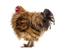 Side view of a Crossbreed rooster, Pekin Royalty Free Stock Photo