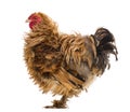 Side view of a Crossbreed rooster, Pekin