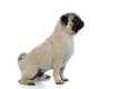 Side view of a curios pug looking forward while sitting Royalty Free Stock Photo