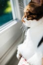 Side view of curious cat looking window Royalty Free Stock Photo