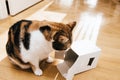 Side view of Curious cat playing with white carton