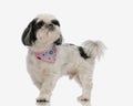 side view of curious shih tzu looking behind