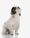 side view of curious shih tzu looking up
