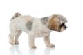 Side view of curious Shih Tzu puppy searching while walking