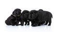 Side view of curious small group of five puppies looking to side