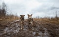 Very dirty and wet mixed breed shepherd dogs Royalty Free Stock Photo