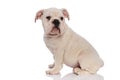 Side view of curious white english bulldog sitting Royalty Free Stock Photo