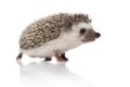 Side view of cute african hedgehog looking to side