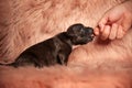 Side view of cute american bully biting human finger Royalty Free Stock Photo