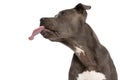 Side view of cute amstaff puppy sticking out tongue and looking to side Royalty Free Stock Photo