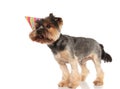 Side view of cute birthday yorkshire terrier looking to side