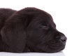 Labrador retriever puppy dog's head sleeping Royalty Free Stock Photo