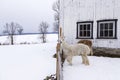 Side view of cute cream coloured young alpaca standing outdoors in front of other animals looking over fence