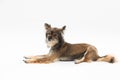 Side view of a cute dog lying down looking into the camera. A multi-breed dog. He is looking ahead. Royalty Free Stock Photo