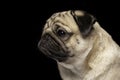 Side view of Cute dog pug breed looking camera and making funny face Royalty Free Stock Photo