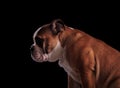 Side view of cute english bulldog looking down to side Royalty Free Stock Photo