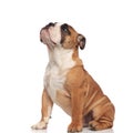 Side view of cute english bulldog looking up while sitting Royalty Free Stock Photo