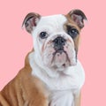 side view of cute english bulldog puppy looking up and sitting Royalty Free Stock Photo