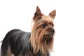 Side view of a cute female yorkshire terrier looking away