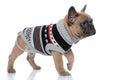 Side view of cute french bulldog in costume walking Royalty Free Stock Photo