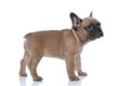 Side view of cute french bulldog looking to side Royalty Free Stock Photo