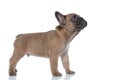 side view of cute french bulldog looking up Royalty Free Stock Photo