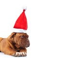 Cute french mastiff wearing santa hat Royalty Free Stock Photo