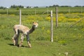 Side view of cute freshly shorn peach coloured alpaca seen walking in enclosure