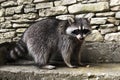 Side view of cute furry raccoon standing on stone stairs and looking into camera.