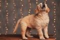 side view of cute golden retriever puppy barking